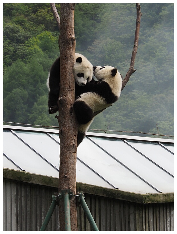 Wolong Panda Research Center