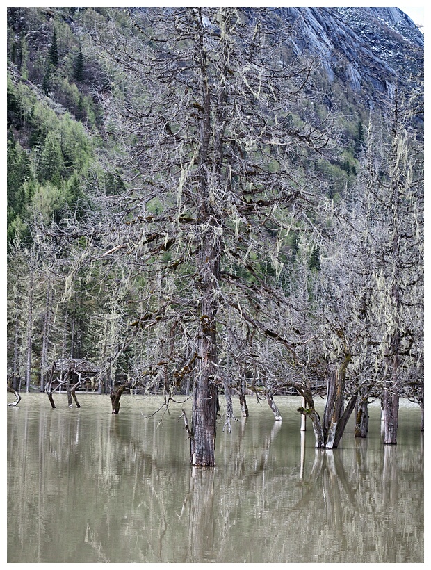 Dead Forest Lake