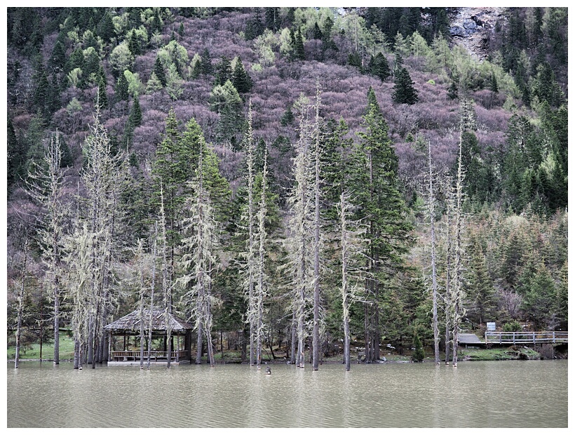 Dead Forest Lake