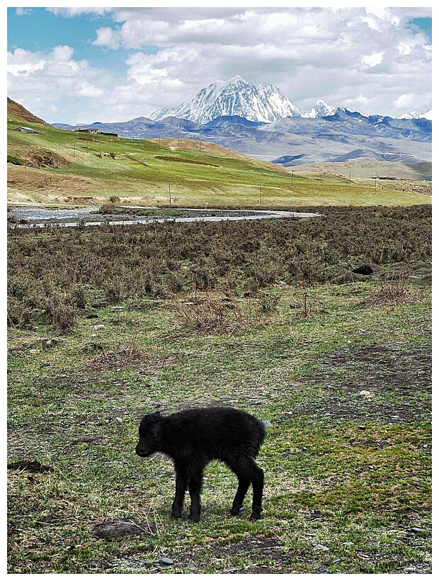 Baby Yak