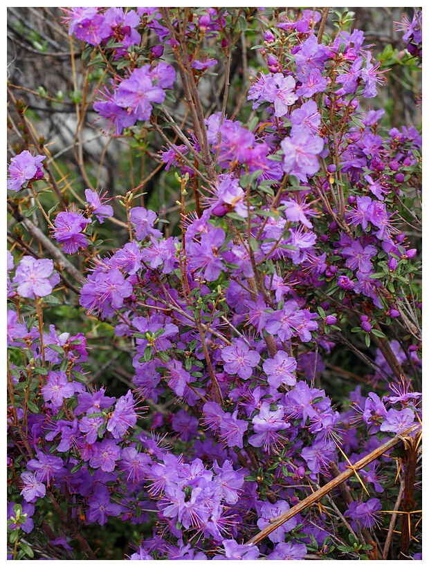 Rhododendrons.