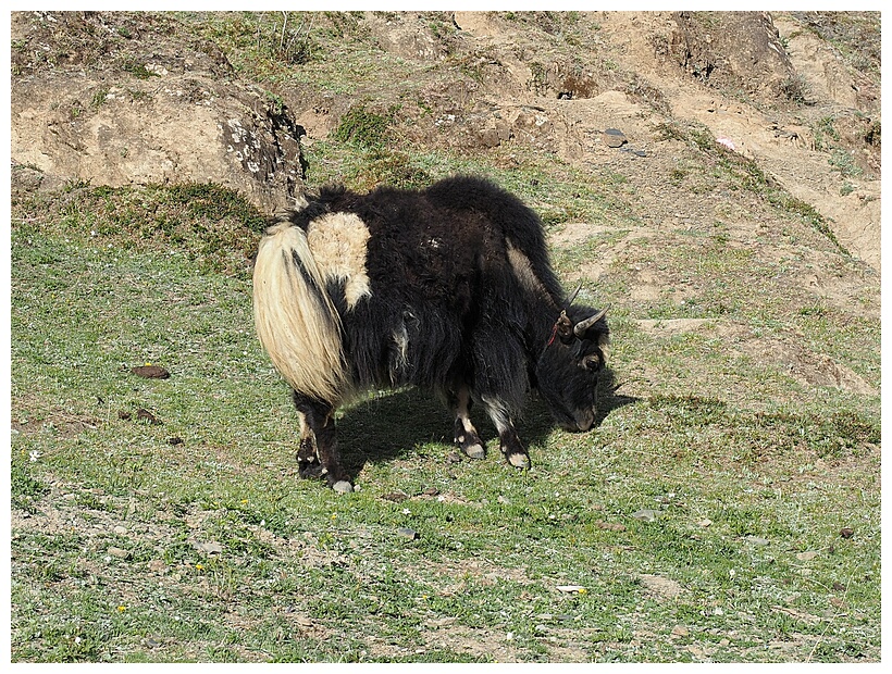 Xinduqiao Yak