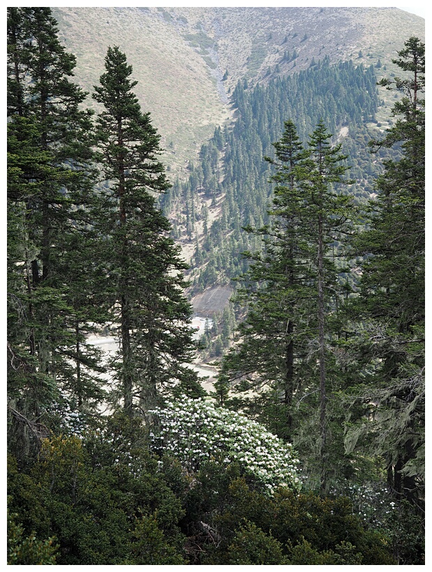 Alpine Landscape