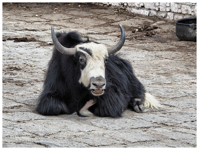 Yak