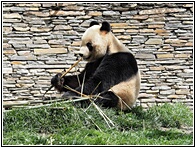 Wolong Panda Research Center