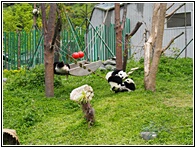 Wolong Panda Research Center