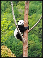 Wolong Panda Research Center