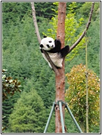 Wolong Panda Research Center