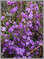 Rhododendrons.