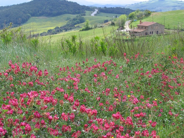 Flores Silvestres