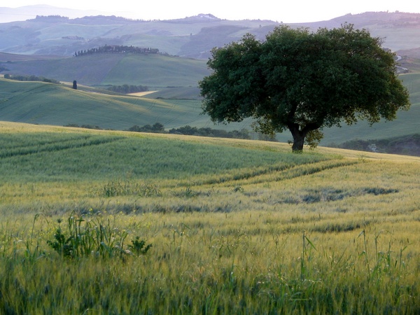 Arbol Solitario