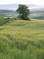 Verdes Colinas