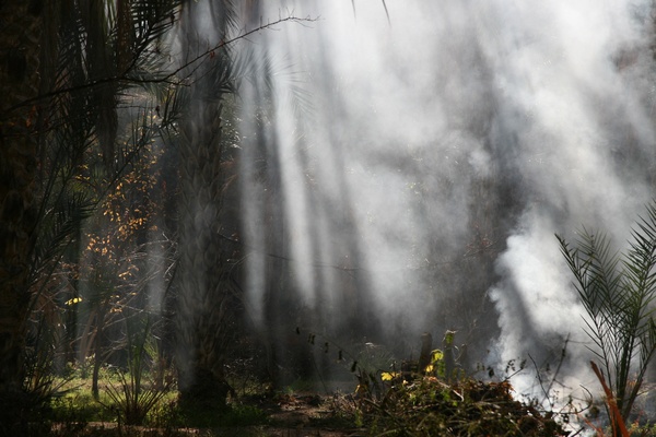 Humo en el palmeral