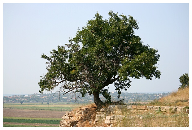 Lonely Tree