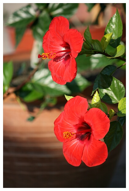 Hibiscus