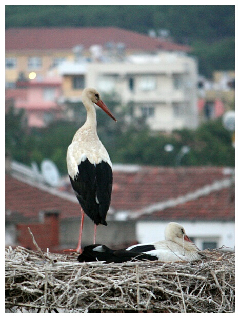 Stork Nest