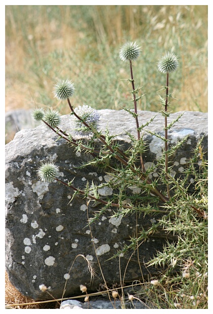 Wild Flowers