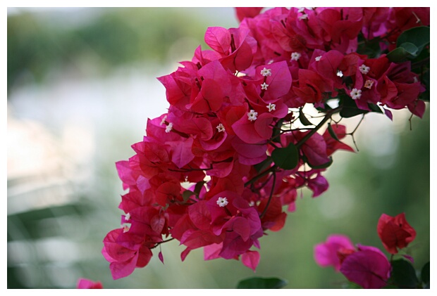 Bougainvillea