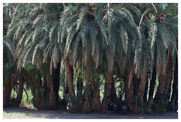 Palm Grove