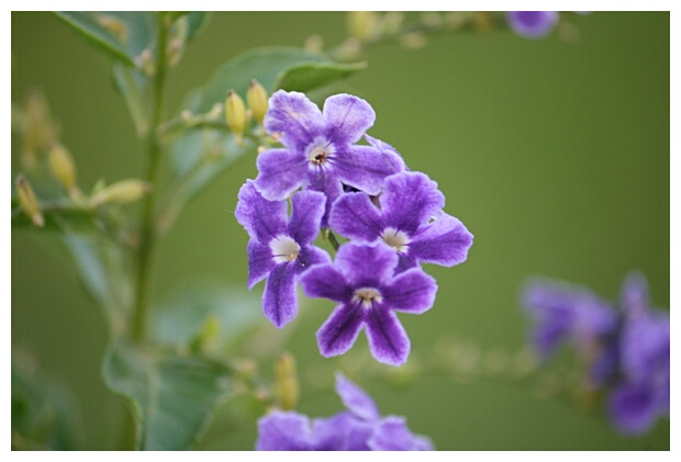 Purple Flowers