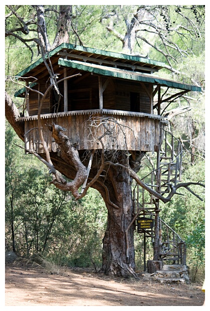 Tree-House