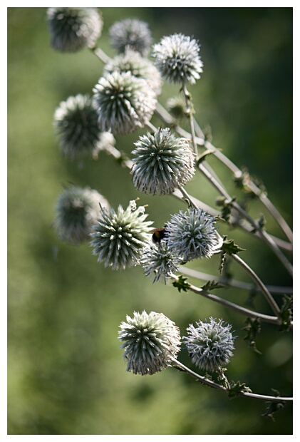 Thistle Flower