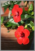 Hibiscus