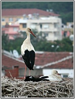 Stork Nest