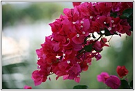 Bougainvillea