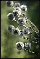 Thistle Flower