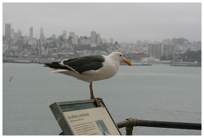 Seagull