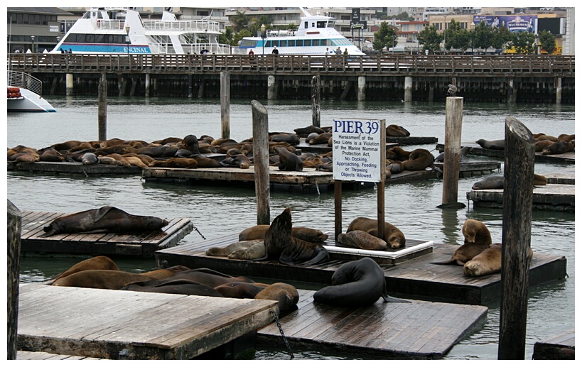 Pier 39