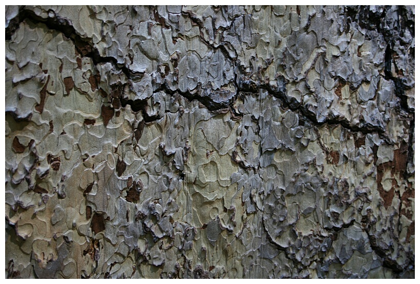 Tree Bark