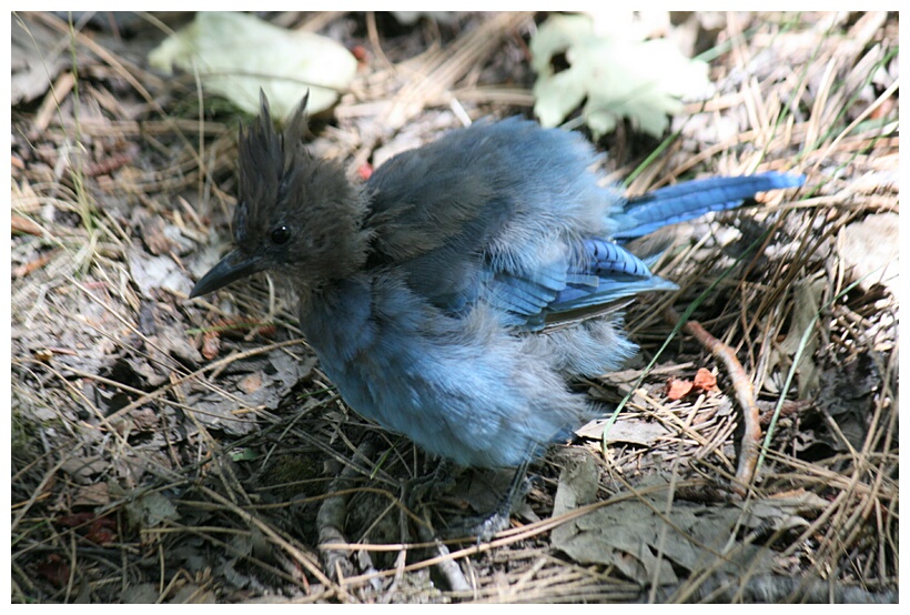 Steller's Blue Jay