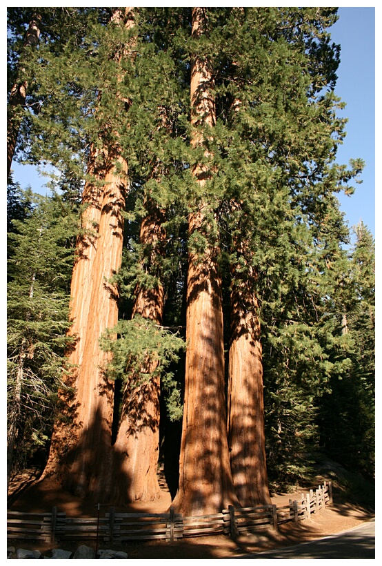 Big Trees