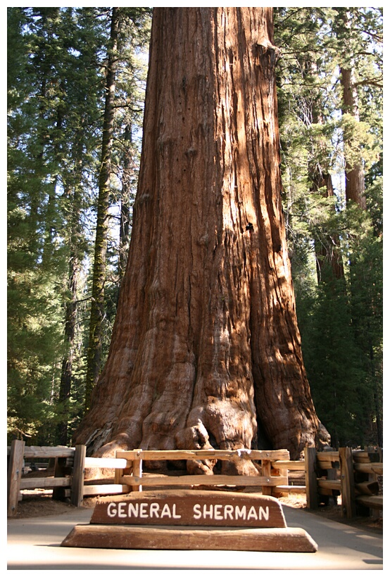 General Sherman Tree