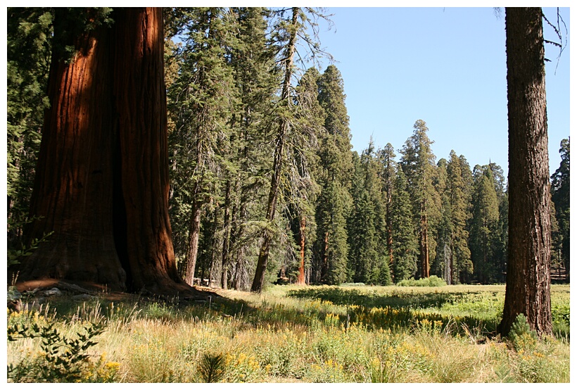 Round Meadow