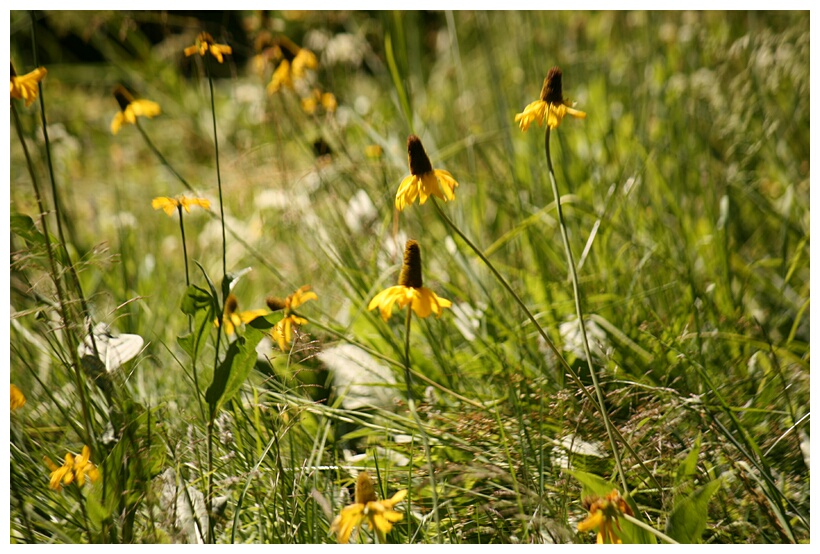 Flowered Meadow