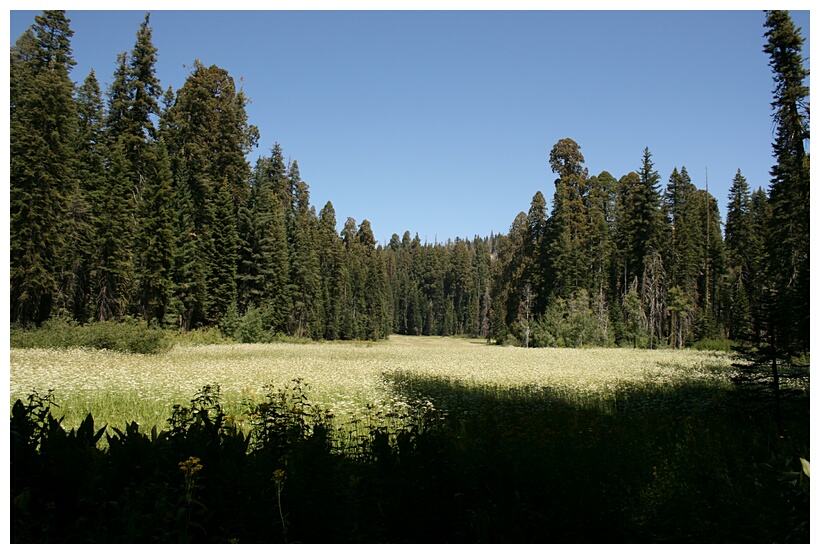 Crescent Meadow