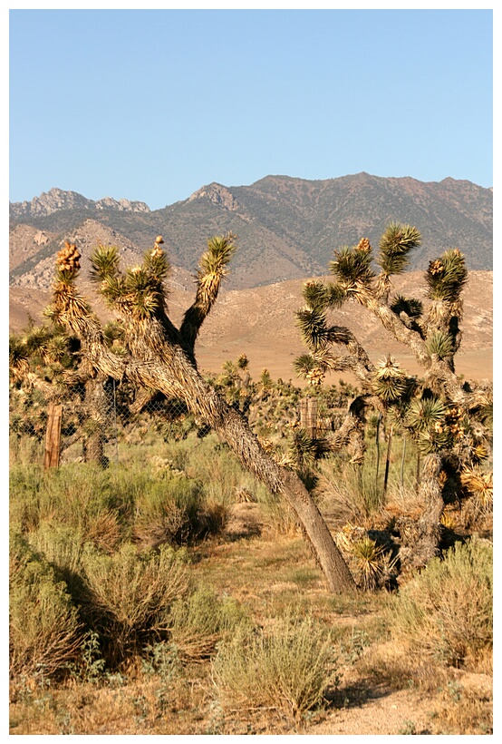 Joshua Trees