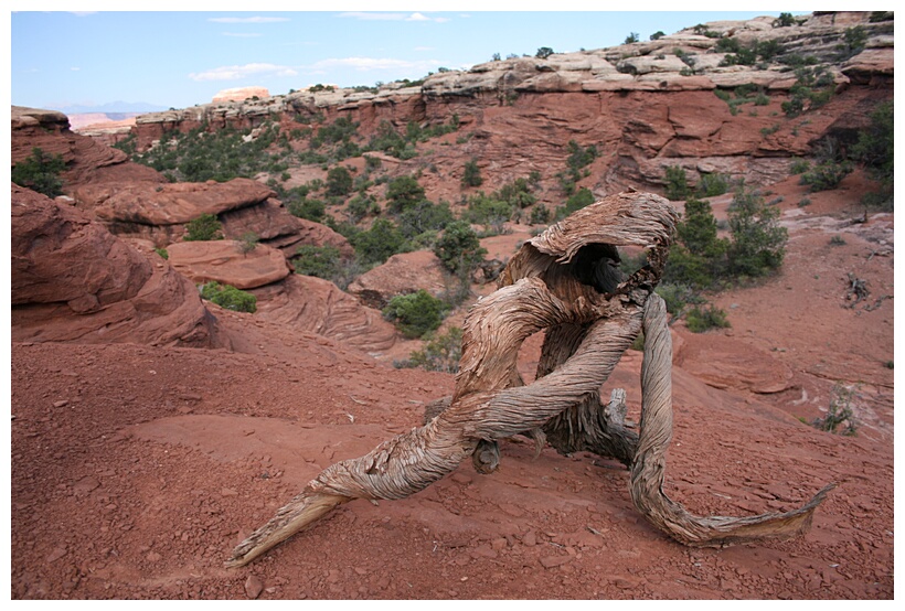 Twisted Branch