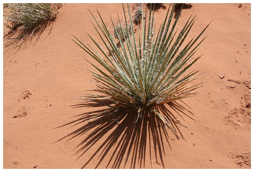 Yucca in the Sand