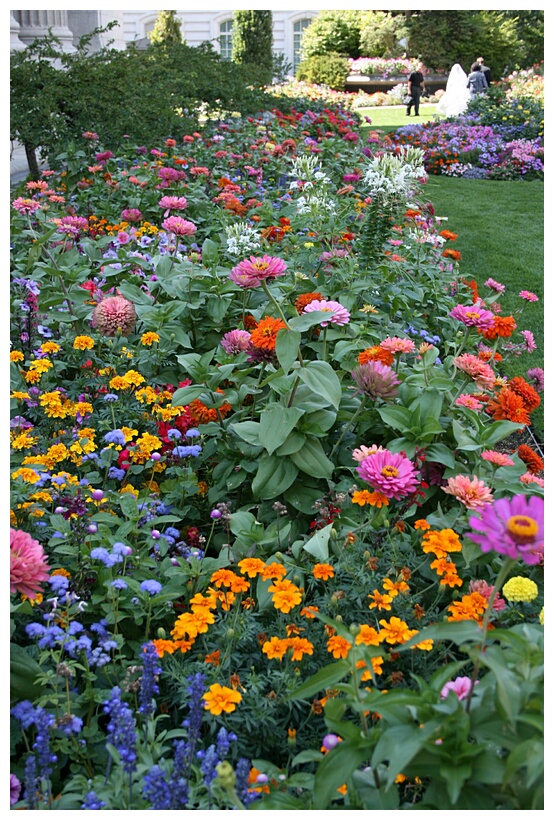 Multicolour Flowers