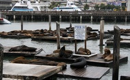 Pier 39