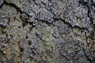 Tree Bark