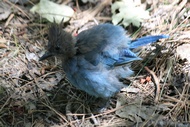 Steller's Blue Jay