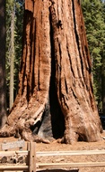 Sequoia Log