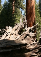 Mariposa Grove