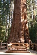 General Sherman Tree