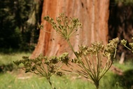 Sequoia Red Log